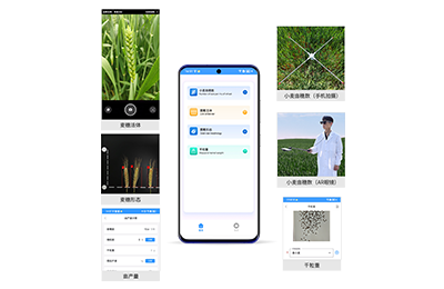 新疆小麦亩穗数分析仪IN-XM02