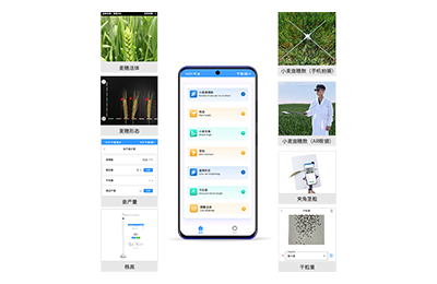 新疆小麦表型测量仪IN-XM05